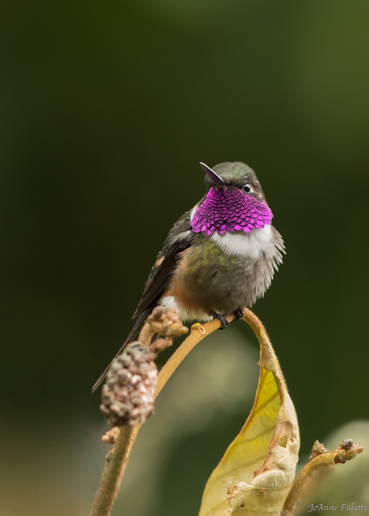 bird of ecuador image 5